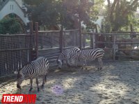 Путешествие по одному из старейших зоопарков Европы (ФОТО)