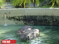 Путешествие по одному из старейших зоопарков Европы (ФОТО)