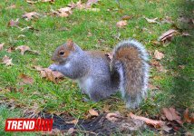 Нью-Йорк глазами азербайджанца: Страна чудес, белки, фаэтоны (ФОТО, часть 4)