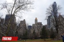 Нью-Йорк глазами азербайджанца: Страна чудес, белки, фаэтоны (ФОТО, часть 4)