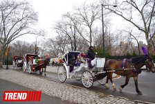Нью-Йорк глазами азербайджанца: Страна чудес, белки, фаэтоны (ФОТО, часть 4)