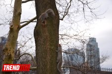 Нью-Йорк глазами азербайджанца: Страна чудес, белки, фаэтоны (ФОТО, часть 4)