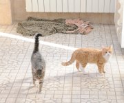 One day in Azerbaijan's Animal Rescue Center in Baku - (PHOTOS)