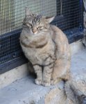 One day in Azerbaijan's Animal Rescue Center in Baku - (PHOTOS)
