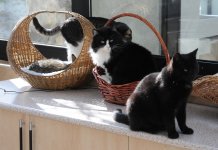 One day in Azerbaijan's Animal Rescue Center in Baku - (PHOTOS)