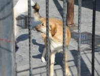 One day in Azerbaijan's Animal Rescue Center in Baku - (PHOTOS)