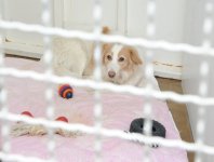One day in Azerbaijan's Animal Rescue Center in Baku - (PHOTOS)