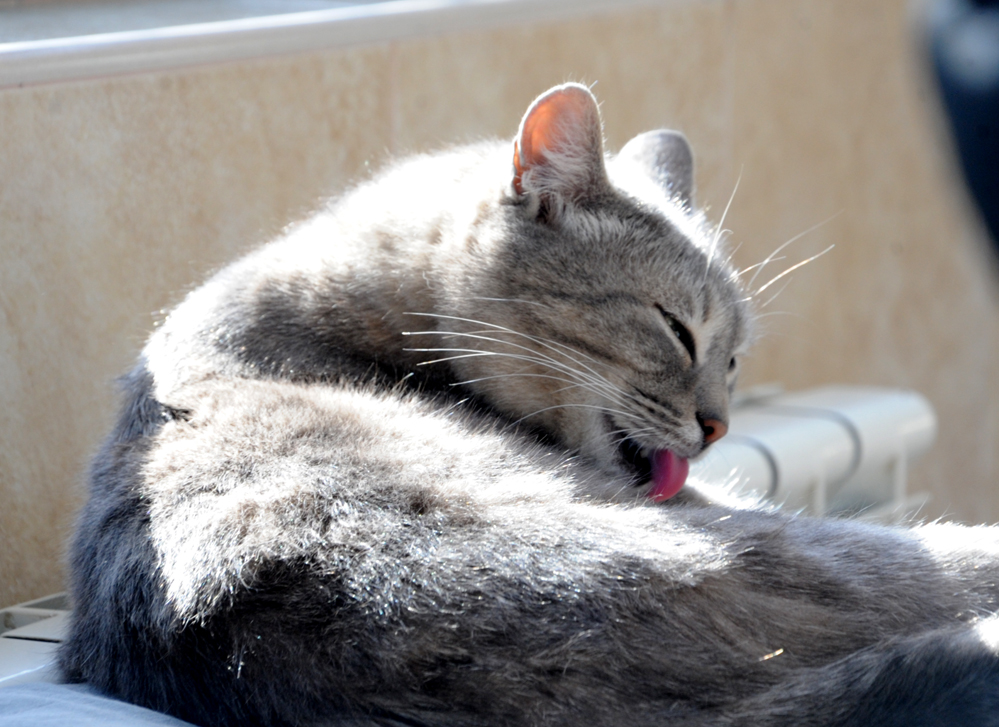 One day in Azerbaijan's Animal Rescue Center in Baku - (PHOTOS)