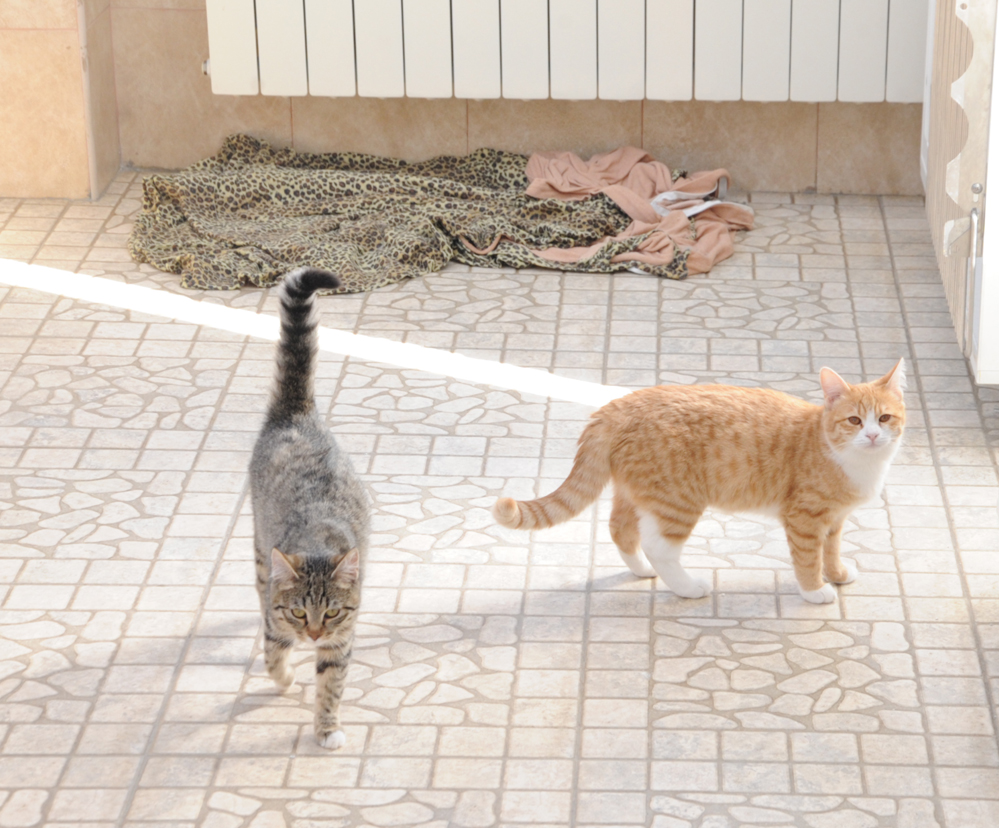 One day in Azerbaijan's Animal Rescue Center in Baku - (PHOTOS)
