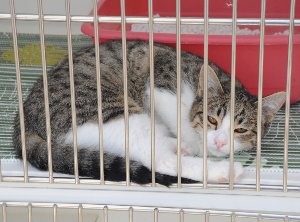 One day in Azerbaijan's Animal Rescue Center in Baku - (PHOTOS)