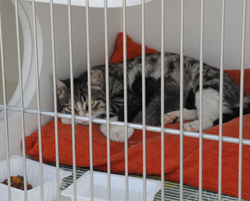 One day in Azerbaijan's Animal Rescue Center in Baku - (PHOTOS)