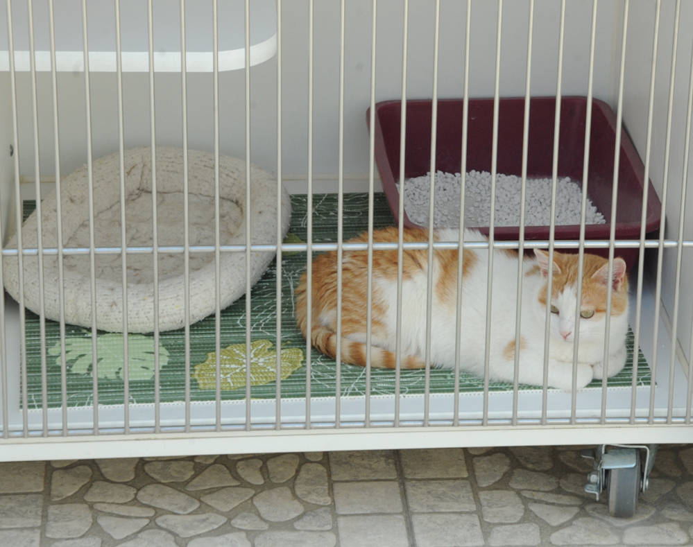 One day in Azerbaijan's Animal Rescue Center in Baku - (PHOTOS)