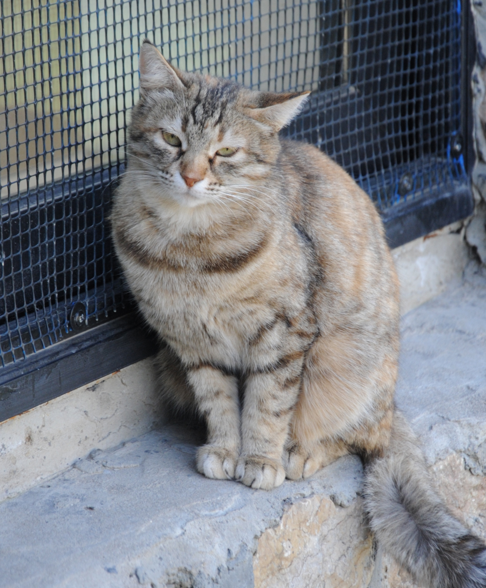 One day in Azerbaijan's Animal Rescue Center in Baku - (PHOTOS)