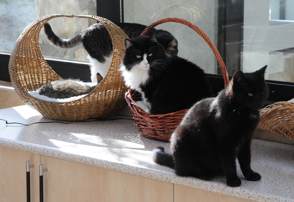 One day in Azerbaijan's Animal Rescue Center in Baku - (PHOTOS)