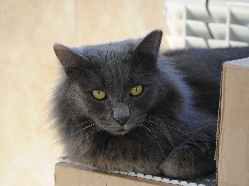 One day in Azerbaijan's Animal Rescue Center in Baku - (PHOTOS)