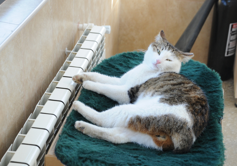 One day in Azerbaijan's Animal Rescue Center in Baku - (PHOTOS)