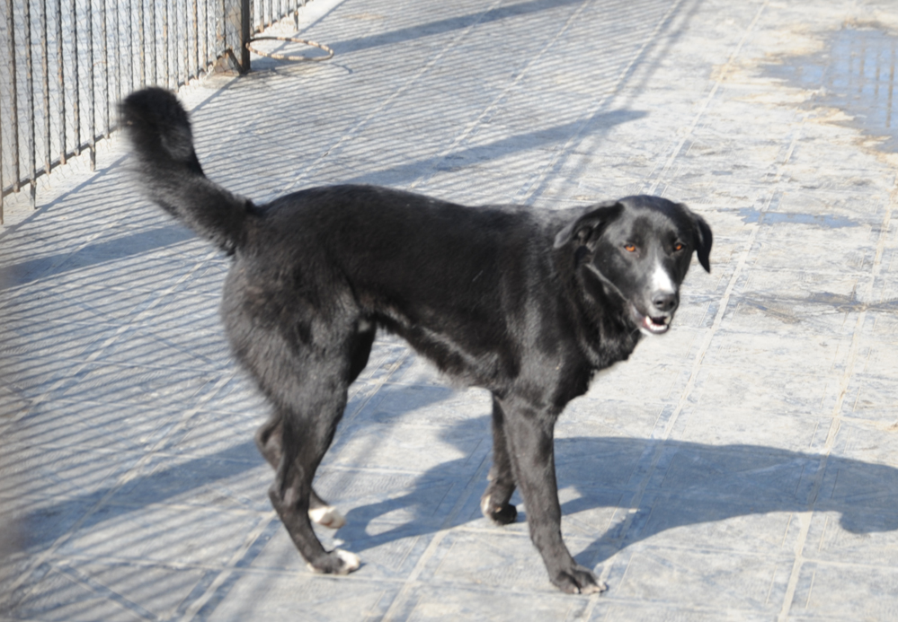 One day in Azerbaijan's Animal Rescue Center in Baku - (PHOTOS)