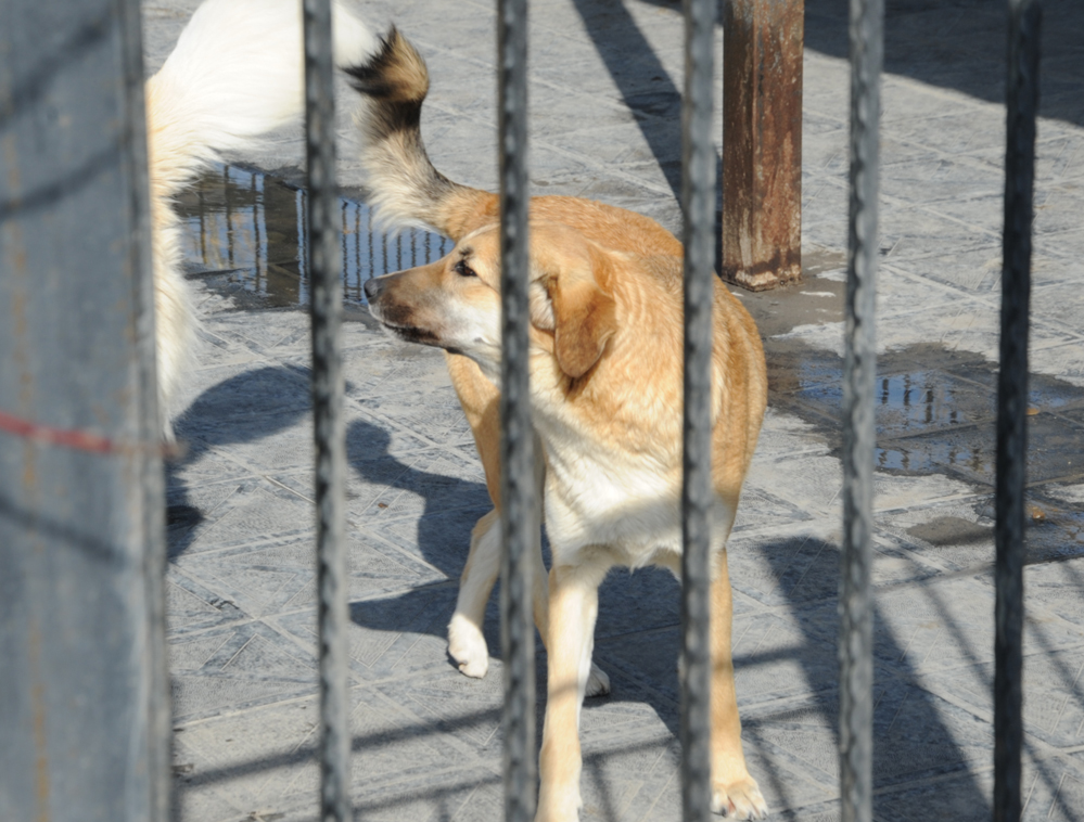 One day in Azerbaijan's Animal Rescue Center in Baku - (PHOTOS)