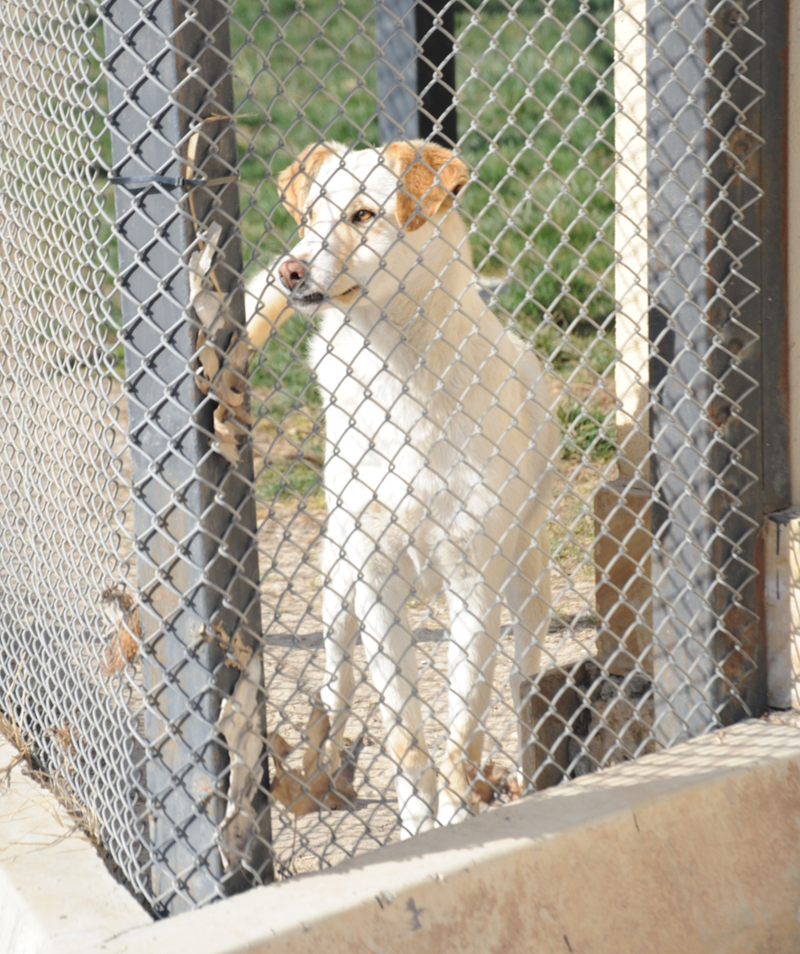 One day in Azerbaijan's Animal Rescue Center in Baku - (PHOTOS)