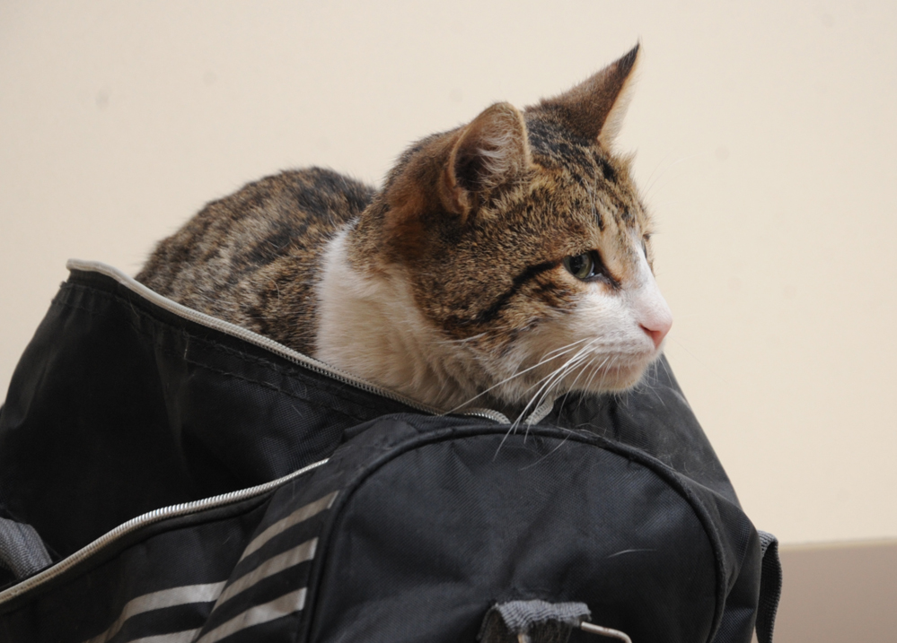 One day in Azerbaijan's Animal Rescue Center in Baku - (PHOTOS)