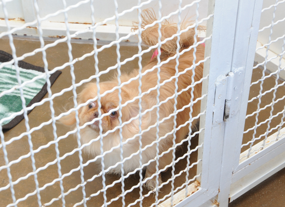 One day in Azerbaijan's Animal Rescue Center in Baku - (PHOTOS)