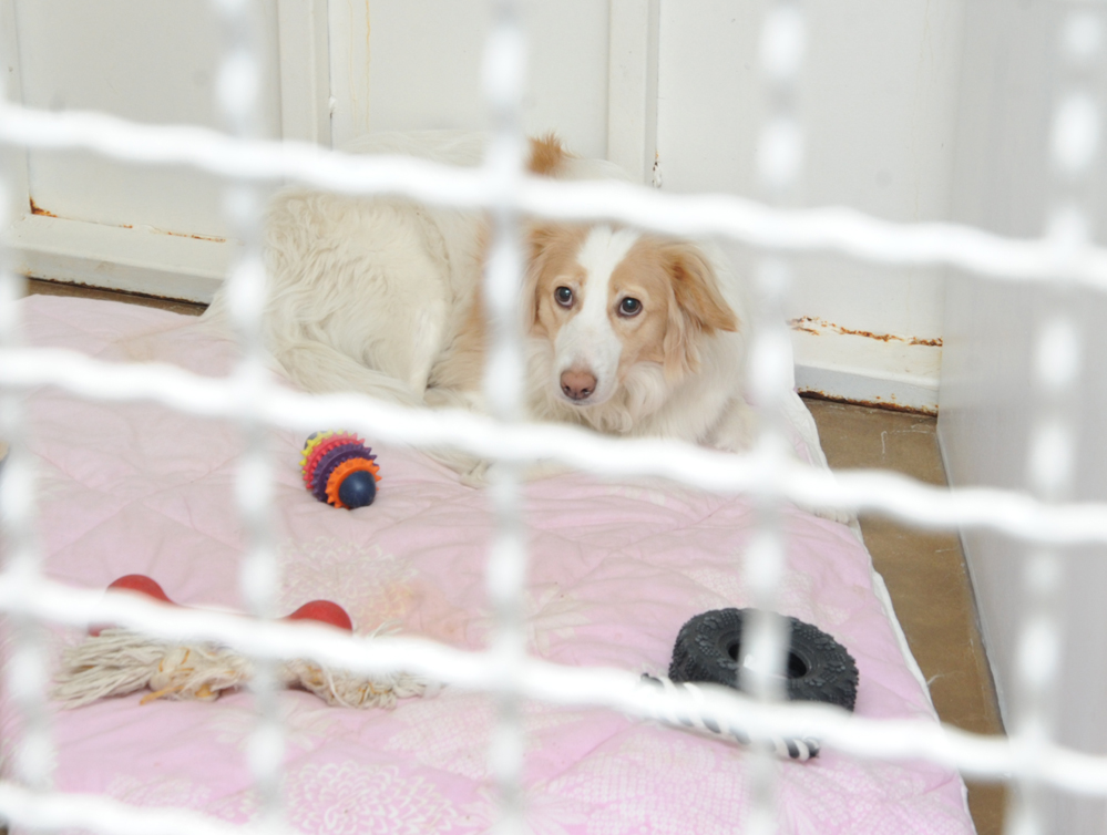 One day in Azerbaijan's Animal Rescue Center in Baku - (PHOTOS)