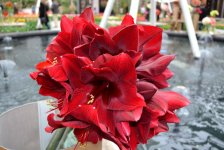 Волшебная страна тюльпанов в Амстердаме - лучше один раз увидеть! (ФОТО)