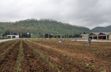 Азербайджан будет поставлять свой чай на мировые рынки - Президент Ильхам Алиев (ФОТО)