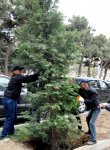 В Баку по инициативе Лейлы Алиевой состоялась озеленительная акция (ФОТО)