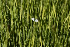 Tomb of Noah and 4 more reasons to visit Nakhchivan during European Games