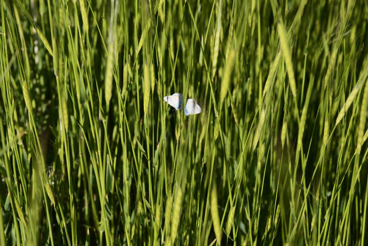 Tomb of Noah and 4 more reasons to visit Nakhchivan during European Games