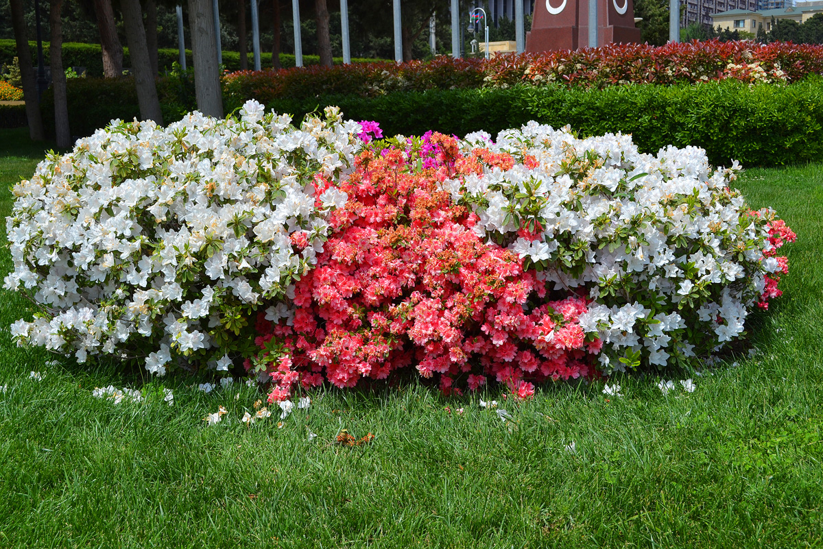 The Upland Park – a beautiful view of Baku (PHOTO) (Part 1)