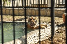 По инициативе Лейлы Алиевой в Бакинском зоопарке установлен новый вольер (ФОТО)