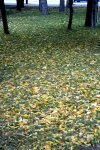 Золотая осень (ФОТО)