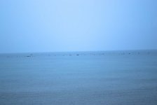 Как дешево купить дорогой, но настоящий жемчуг-мирвари (ФОТО)