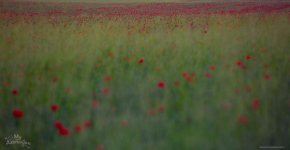 Великолепие Азербайджана глазами Орхана Асланова (ФОТО)