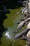 В гостях у Таиланда: Невероятное шоу с крокодилами  в Паттайе (ФОТО)
