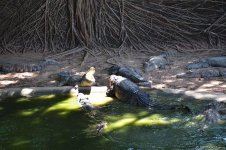 В гостях у Таиланда: Невероятное шоу с крокодилами  в Паттайе (ФОТО)