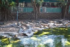 В гостях у Таиланда: Невероятное шоу с крокодилами  в Паттайе (ФОТО)