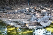 В гостях у Таиланда: Невероятное шоу с крокодилами  в Паттайе (ФОТО)