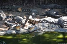 В гостях у Таиланда: Невероятное шоу с крокодилами  в Паттайе (ФОТО)