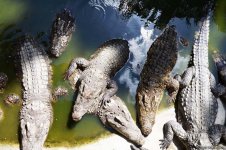 В гостях у Таиланда: Невероятное шоу с крокодилами  в Паттайе (ФОТО)
