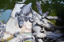 В гостях у Таиланда: Невероятное шоу с крокодилами  в Паттайе (ФОТО)