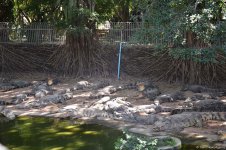В гостях у Таиланда: Невероятное шоу с крокодилами  в Паттайе (ФОТО)