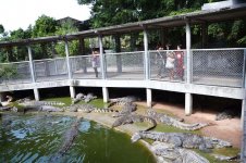 В гостях у Таиланда: Невероятное шоу с крокодилами  в Паттайе (ФОТО)