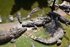 В гостях у Таиланда: Невероятное шоу с крокодилами  в Паттайе (ФОТО)