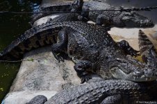 В гостях у Таиланда: Невероятное шоу с крокодилами  в Паттайе (ФОТО)