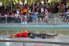 В гостях у Таиланда: Невероятное шоу с крокодилами  в Паттайе (ФОТО)