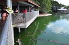 В гостях у Таиланда: Невероятное шоу с крокодилами  в Паттайе (ФОТО)