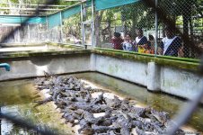 В гостях у Таиланда: Невероятное шоу с крокодилами  в Паттайе (ФОТО)